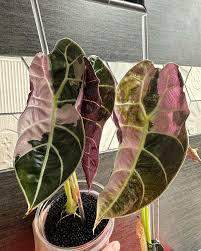 Alocasia Watsonia Pink Doff 🇻🇳