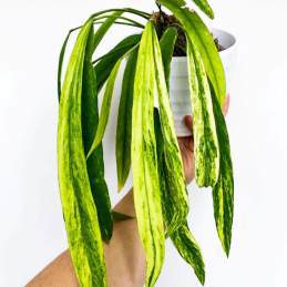 Anthurium Vittarifolium Variegated 🇻🇳