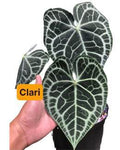 Anthurium Clari Hybrid X 🇻🇳