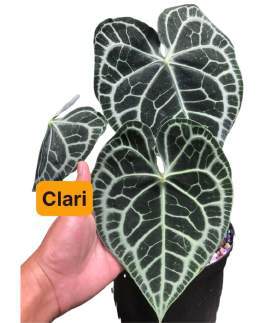 Anthurium Clari Hybrid X 🇻🇳