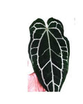 Anthurium Crystallium Dark 🇻🇳
