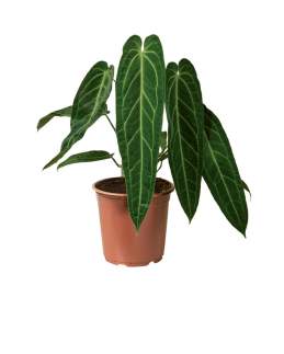 Anthurium Dark Queen 🇻🇳