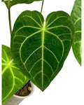 Anthurium Magnificum 🇻🇳