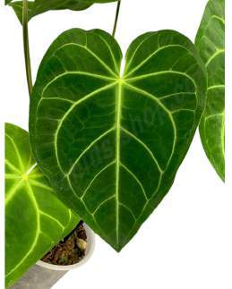 Anthurium Magnificum 🇻🇳