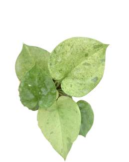 Anthurium Hookeri Variegated 🇻🇳