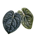 Anthurium Crystal Dark x Lux Black Velvet 🇻🇳