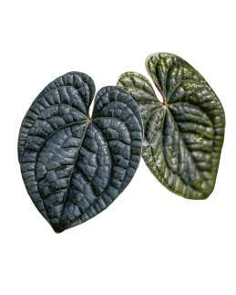 Anthurium Crystal Dark x Lux Black Velvet 🇻🇳