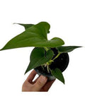 Anthurium Hybrid Anthurium Corong x Villanaorum 🇻🇳
