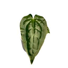 Anthurium Luxurian x Forgetii Dark Form 🇻🇳