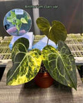 Anthurium Clarinervium Variegated 🇻🇳
