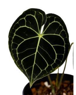 Anthurium Crystall Hybrid 🇻🇳