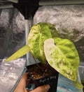 Anthurium Papi X Mag Variegated 🇻🇳