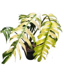 Epipremnum Pinatum Yellow Mint 🇻🇳
