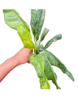 Epipremnum Gigantenum Variegated 🇻🇳