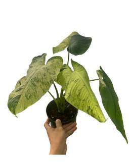 Homalomena Green Stem Variegated 🇻🇳