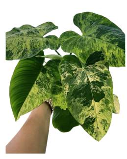 Homalomena Red Stem Variegated 'HUTAHM06' 🇻🇳
