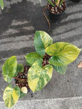 Homalomena Rubescens Aurea 🇻🇳