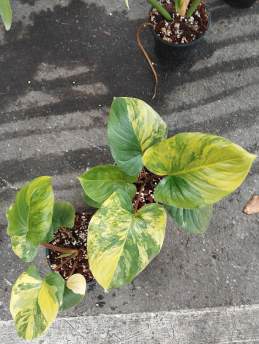 Homalomena Rubescens Aurea 🇻🇳