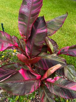 Musa Nono Pink Banana 🇻🇳