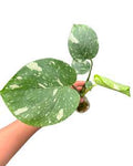 Monstera Thai Constellation 🇻🇳