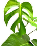 Monstera Sierrana 🇻🇳