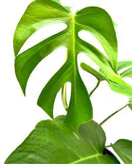 Monstera Sierrana 🇻🇳
