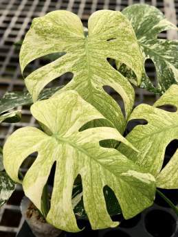 Monstera Deliciosa Sphinx Mint 🇻🇳