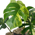 Monstera Borsigiana Aurea 🇻🇳