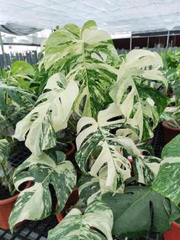 Monstera Borsigana Albo 🇻🇳