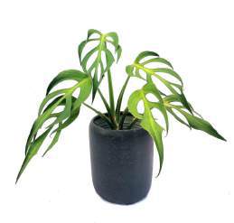 Monstera Burle Marx Flame 🇻🇳