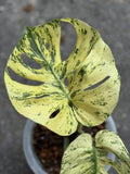 Monstera Mint Siam 🇻🇳