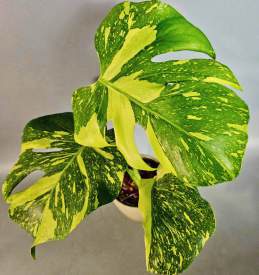 Monstera Electro Light 🇻🇳