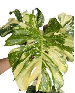 Monstera Thai Constellation High Variegated 🇻🇳