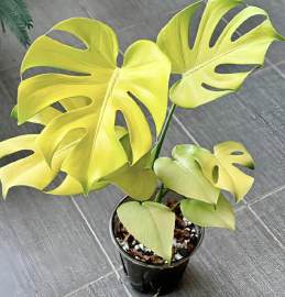 Monstera Lemon Lime 🇻🇳