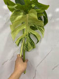 Monstera Light Lime 🇻🇳