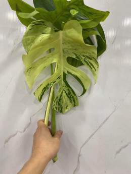 Monstera Light Lime 🇻🇳