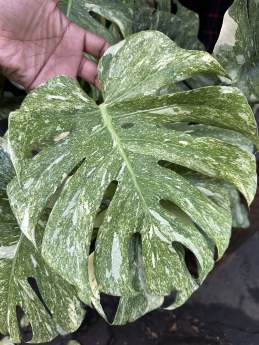 Monstera Green Snow 🇻🇳