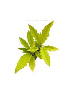 Philodendron Ring Of Fire Gold 🇻🇳