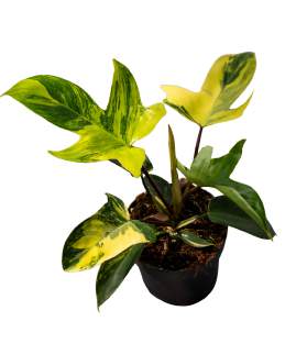 Philodendron Florida Beauty Variegated 🇻🇳