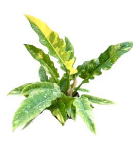 Philodendron Ring of Fire Variegated 🇻🇳