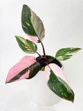 Philodendron Pink Princess Marble 🇻🇳