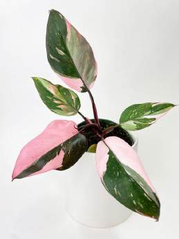 Philodendron Pink Princess Marble 🇻🇳