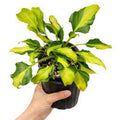 Philodendron xanadu variegated 🇻🇳