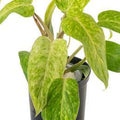 Philodendron Painted Lady Variegated 🇻🇳