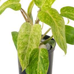 Philodendron Painted Lady Variegated 🇻🇳