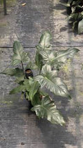 Philodendron Minarum Lime Fiddle 🇻🇳