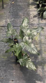 Philodendron Minarum Lime Fiddle 🇻🇳