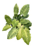 Philodendron Snowdrift Variegated 🇻🇳