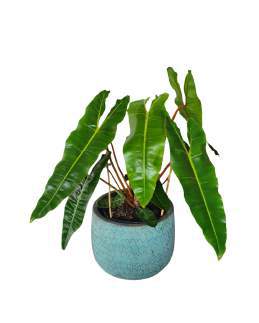 Philodendron Billitea 🇻🇳