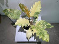 Philodendron Caramel 🇻🇳
